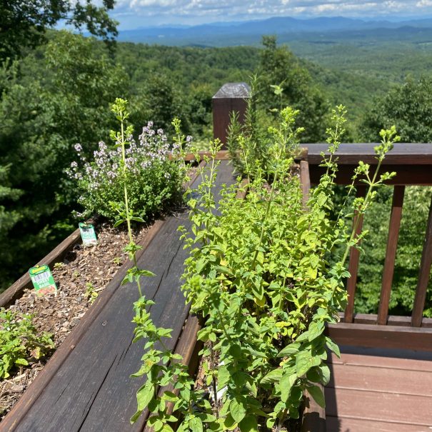 Fresh herb garden